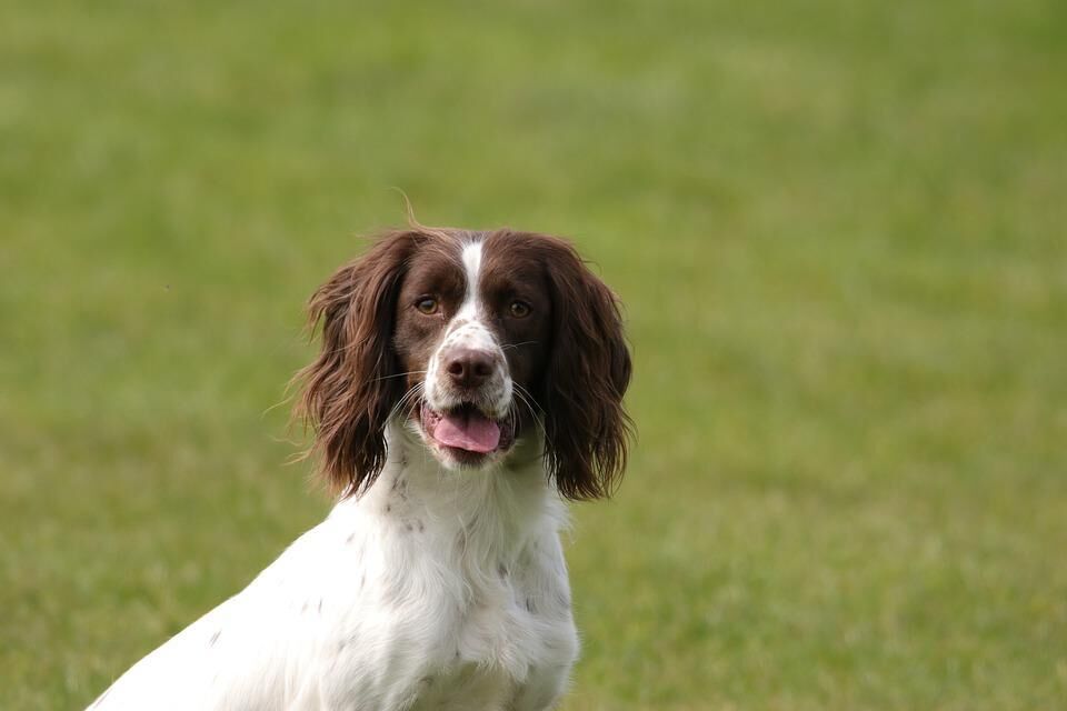 #11. English springer spaniel